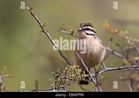 Cape bunting (Emberiza capensis), sitting on a branch in a bush, South Africa, Namaqua National Park Stock Photo