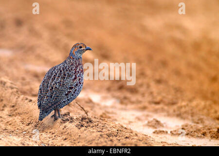 greywing francolin (Francolinus africanus), standing on the ground, South Africa, Namaqua National Park Stock Photo