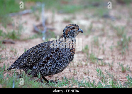 greywing francolin (Francolinus africanus), standing on the ground, South Africa, Namaqua National Park Stock Photo
