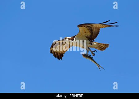 osprey, fish hawk (Pandion haliaetus), male flying with a fish in the claws, USA, Florida, Merritt Island Stock Photo