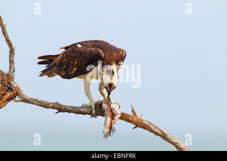 osprey, fish hawk (Pandion haliaetus), male sitting on a tree and eating a fish, USA, Florida Stock Photo