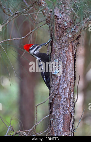 Pileated woodpecker (Dryocopus pileatus), female sitting on a pine tree, USA, Florida Stock Photo