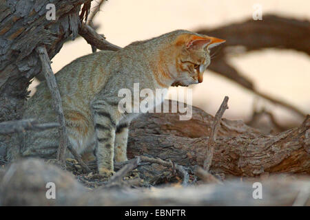African wildcat (Felis lybica, Felis libyca, Felis silvestris lybica, Felis silvestris libyca), cat sitting under a tree, South Africa, Kgalagadi Transfrontier National Park Stock Photo