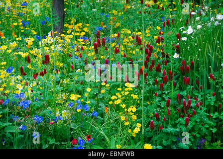 Annual wildflower border, Fetzer Vineyards' Sustainable Winery Show Garden, RHS Chelsea Flower Show 2007, London, UK. Stock Photo