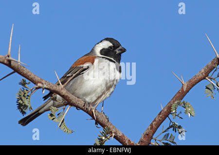 Cape sparrow (Passer melanurus), male sitting on a thorn bush, South Africa, Kgalagadi Transfrontier National Park Stock Photo