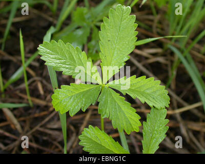 creeping cinquefoil, five-leaf grass (Potentilla reptans), leaf, Germany Stock Photo