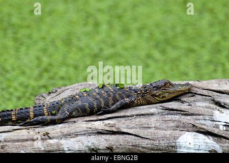 American alligator (Alligator mississippiensis), young alligator lying on a dead tree trunk in the water, USA, Florida Stock Photo