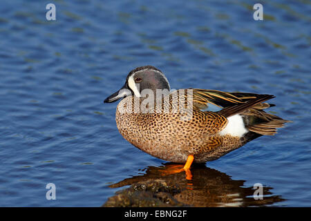 blue-winged teal (Anas discors), male standing in shallow water, USA, Florida Stock Photo