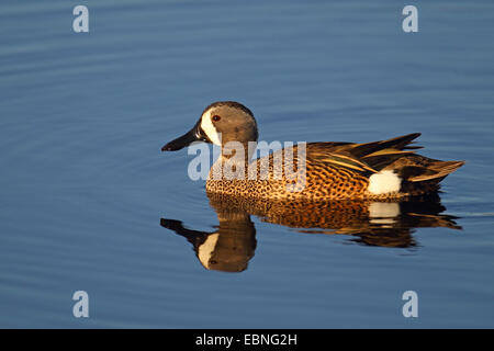 blue-winged teal (Anas discors), male swimming, USA, Florida Stock Photo