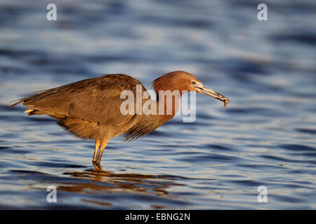 reddish egret (Egretta rufescens), standing in shallow water with a fish in the bill, USA, Florida Stock Photo