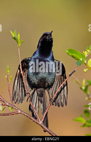 boat-tailed grackle (Quiscalus major), male singing, USA, Florida Stock Photo