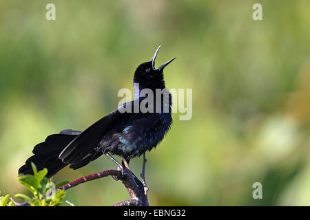 boat-tailed grackle (Quiscalus major), male sitting on a bush and singing, USA, Florida Stock Photo