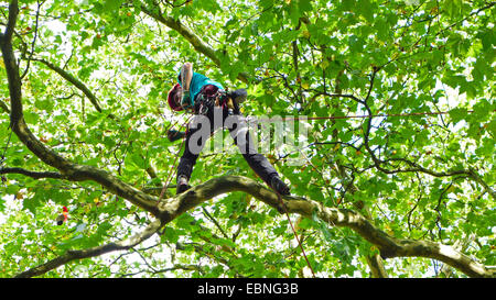 arborist climbing in a tree, Germany Stock Photo