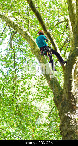 arborist climbing in a tree, Germany