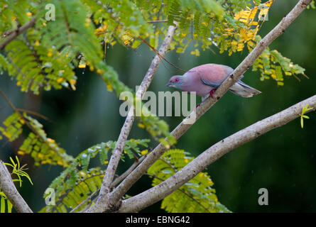 PALE-VENTED PIGEON (Patagioenas cayennensis) Georgetown, Guyana. Stock Photo