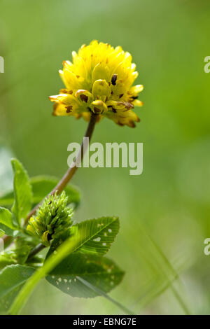 brown clover (Trifolium badium), inflorescence, Germany Stock Photo