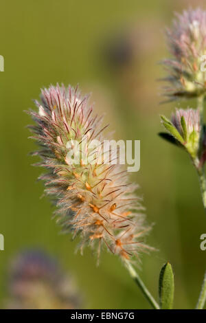 rabbit-foot clover, stone clover, hare's-foot clover (Trifolium arvense), inflorescence, Germany Stock Photo