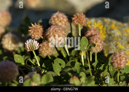 Strawberry clover (Trifolium fragiferum), blooming and fruiting, Germany Stock Photo