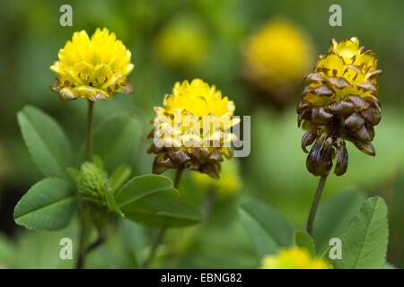 brown clover (Trifolium badium), blooming, Germany Stock Photo