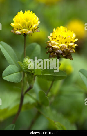 brown clover (Trifolium badium), blooming, Germany Stock Photo