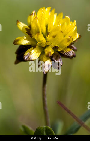 brown clover (Trifolium badium), inflorescence, Germany Stock Photo