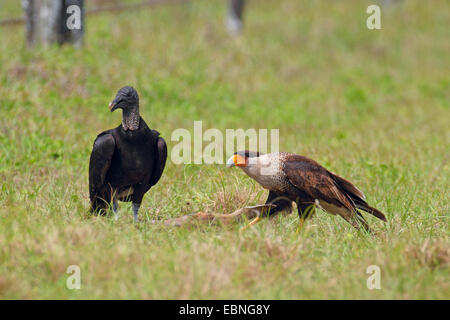 common caracara (Polyborus plancus), sitting together with a black vulture on a dead deer, USA, Florida Stock Photo