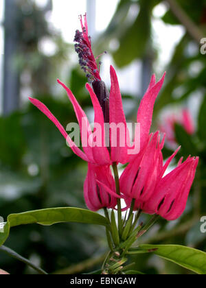 Brazilian candle (Pavonia multiflora), flowers Stock Photo