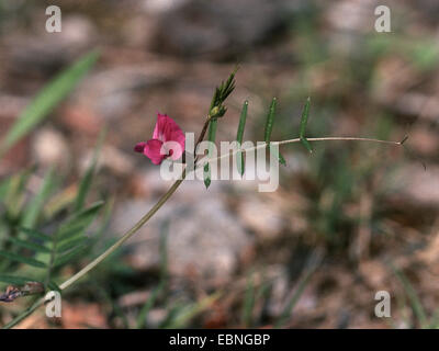 Narrow-Leaved Vetch (Vicia angustifolia subsp. angustifolia), blooming, Germany Stock Photo