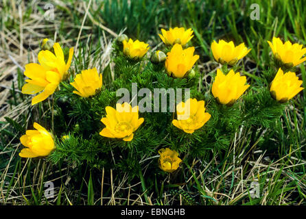 spring adonis, pheasant's eye (Adonis vernalis), blooming, Germany Stock Photo