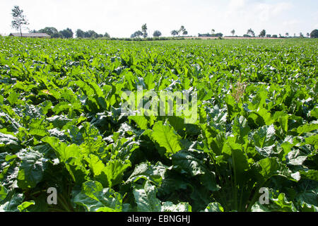 Sugar beet, Sugar-beet, Beet root, Sugar-beet root (Beta vulgaris var. altissima), sugar beet field, Germany Stock Photo