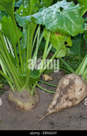 Sugar beet, Sugar-beet, Beet root, Sugar-beet root (Beta vulgaris var. altissima), sugar beet field, Germany Stock Photo
