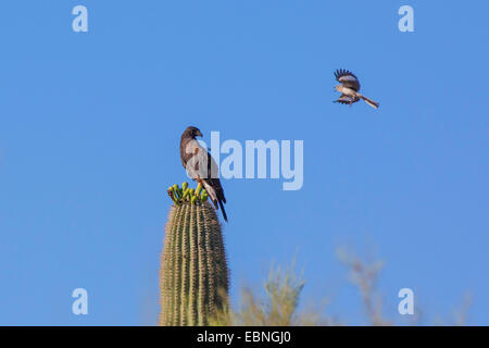 Northern mockingbird (Mimus polyglottos), attacking Common Black-Hawk, USA, Arizona, Sonoran, Phoenix Stock Photo