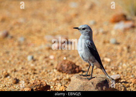 mountain wheatear (Oenanthe monticola), male of the grey form stands on a stone, South Africa, Augrabies Falls National Park Stock Photo