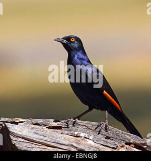 Pale-winged starling (Onychognathus nabouroup), male standing on a piece of wood, South Africa, Augrabies Falls National Park Stock Photo