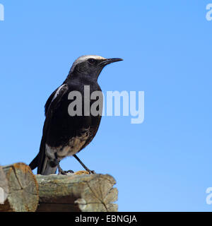 mountain wheatear (Oenanthe monticola), male sitting on a wooden stake, South Africa, Northern Cape Stock Photo