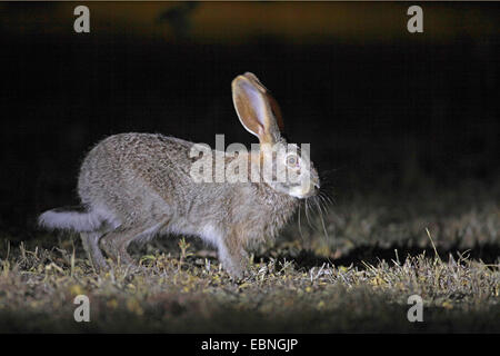 Scrub hare (Lepus saxatilis), is sitting on a meadow at night, South Africa, Pilanesberg National Park Stock Photo
