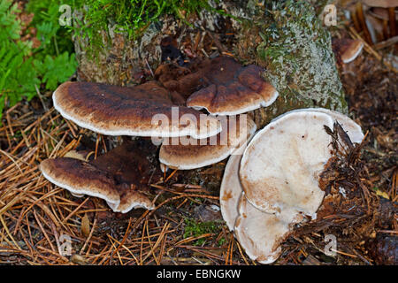 Benzoin bracket (Ischnoderma benzoinum, Lasiochlaena benzoina ...