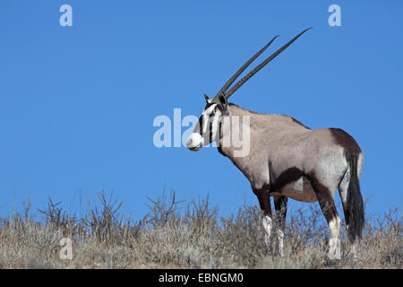 gemsbock, beisa (Oryx gazella), gemsbok stands on top of a dune in front of the blue sky, South Africa, Kgalagadi Transfrontier National Park Stock Photo