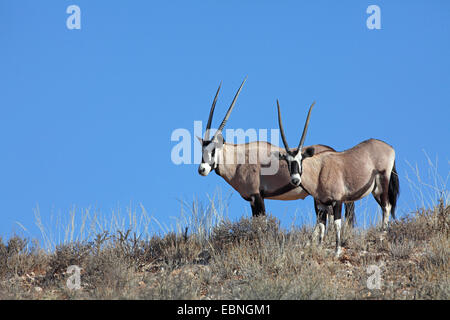 gemsbock, beisa (Oryx gazella), pair stands on top of a dune in front of the blue sky, South Africa, Kgalagadi Transfrontier National Park Stock Photo