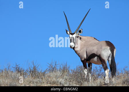 gemsbock, beisa (Oryx gazella), gemsbok stands on top of a dune in front of the blue sky, South Africa, Kgalagadi Transfrontier National Park Stock Photo