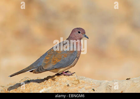 laughing dove (Streptopelia senegalensis), stands on a stone, South Africa, Kgalagadi Transfrontier National Park Stock Photo