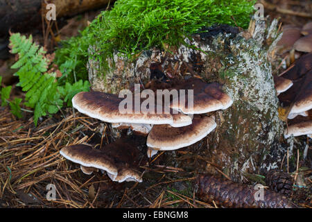 benzoin bracket (Ischnoderma benzoinum, Lasiochlaena benzoina), on a tree snag, Germany Stock Photo