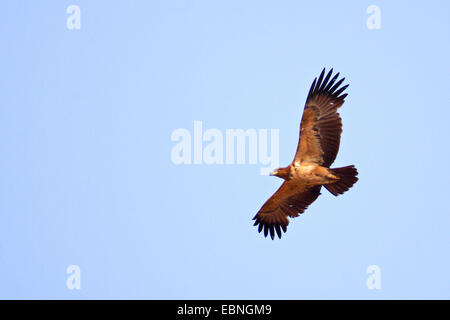 tawny eagle (Aquila rapax), flying immature bird , South Africa, Kgalagadi Transfrontier National Park Stock Photo