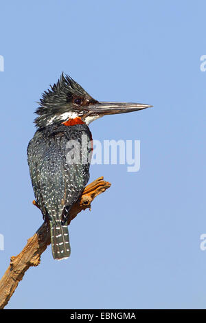 giant kingfisher (Megaceryle maxima), sits on a tree, South Africa, Pilanesberg National Park Stock Photo