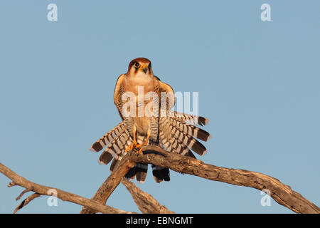 Red-headed falcon (Falco chicquera), sits on a dead tree and spreads the tail feathers, South Africa, Kgalagadi Transfrontier National Park Stock Photo