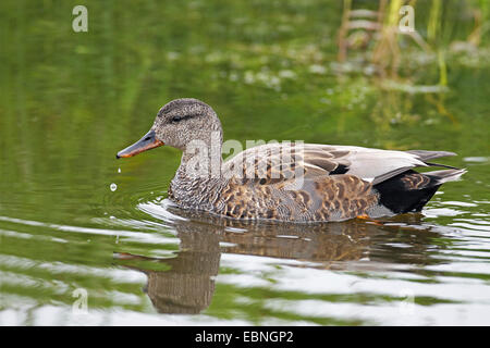 gadwall (Anas strepera, Mareca strepera), male swimming, Netherlands, Frisia Stock Photo