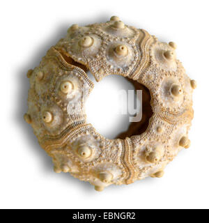 Sea urchin (Cidaris spec.), skeleton of a fossil sea urchin Stock Photo