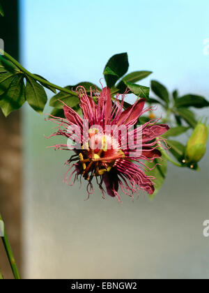 passion flower (Passiflora 'Incense', Passiflora Incense, P. incarnata Î cincinnata), flower Stock Photo
