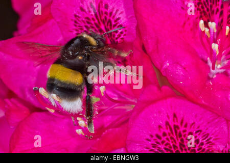 small garden bumble bee (Bombus hortorum), at rhododendron blossom Stock Photo