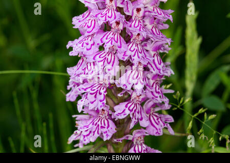 heath spotted orchid (Dactylorhiza maculata, Dactylorhiza maculata ssp. maculata), inflorescence, Germany, Mecklenburg-Western Pomerania Stock Photo